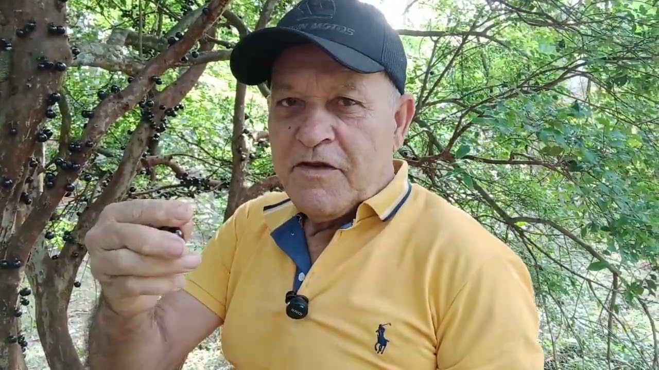 Fruteira para os macacos e passaros