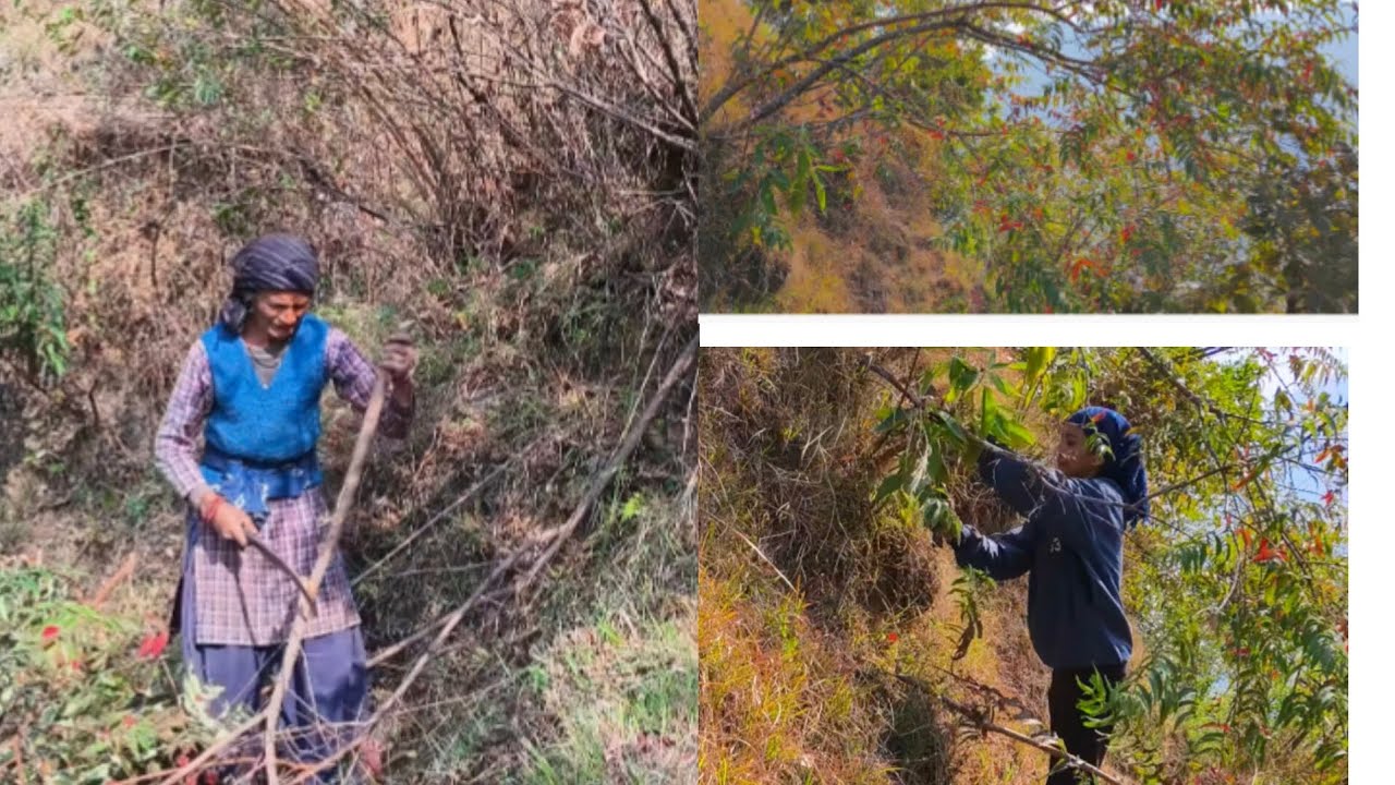 जारिया ने किया खेत ख़राब 🌱 देखिए हमने कैसे किया साफ 😱