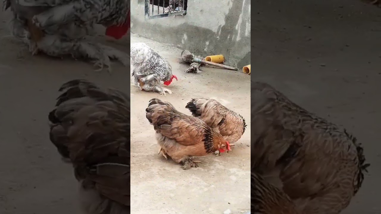 Rooftop poultry farming