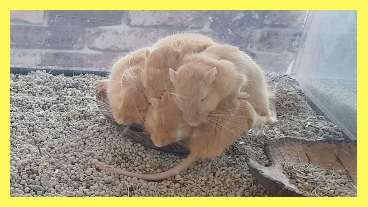 햄스터가 좋아하는 노래 [애완동물 자장가] [강아지 자장가] [고양이 자장가]