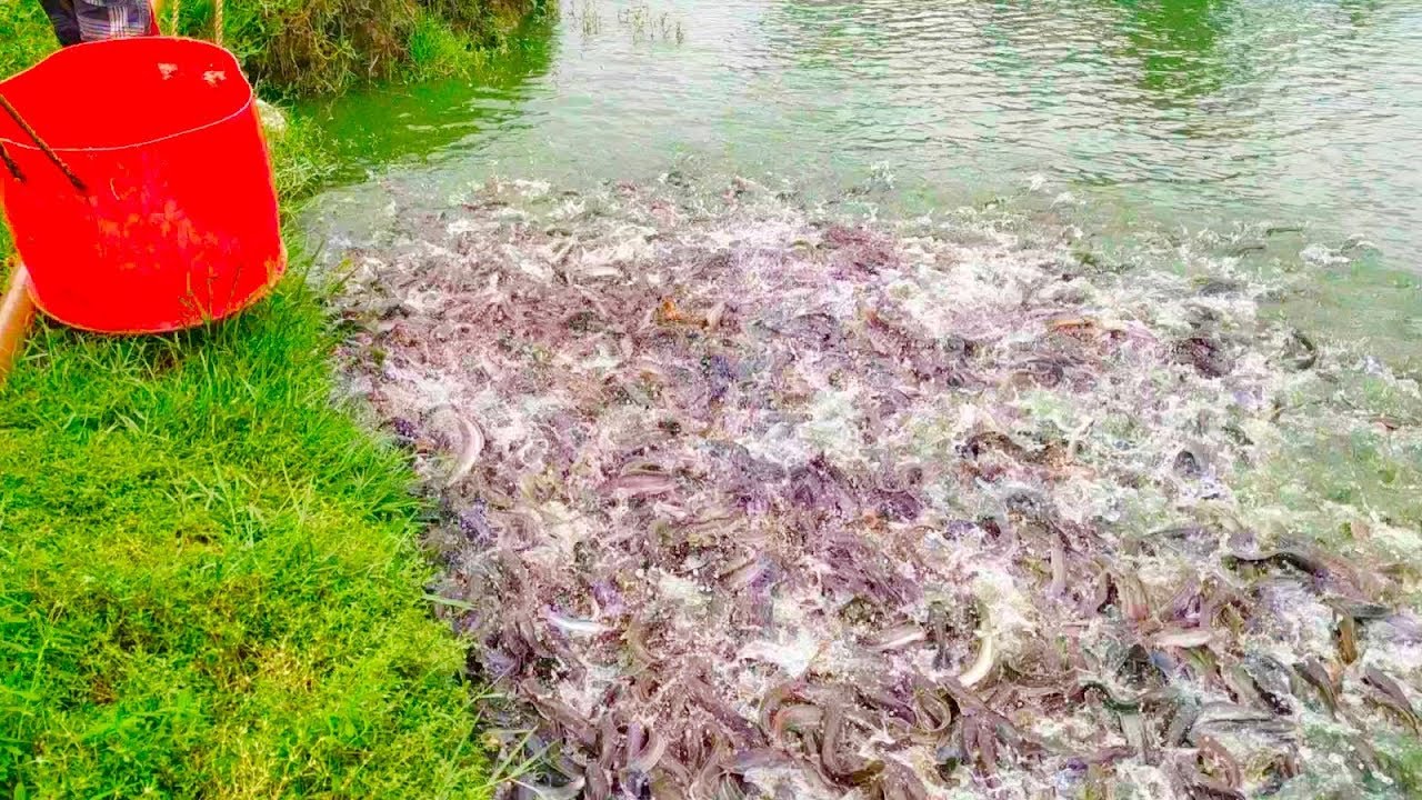 Indian Magur Fish Business || Pond Management || Indian Catfish Farming in West Bengal