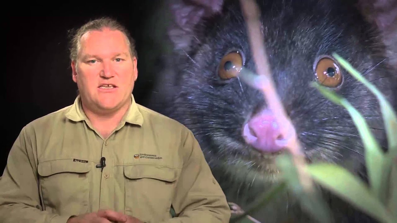 Relocating the Western Ringtail Possum