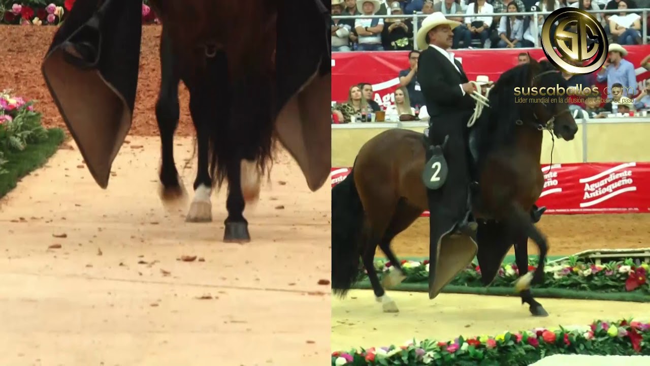 3J de la Marqueza Mejor potro de la Trocha Colombiana, 61a Feria de flores 2019