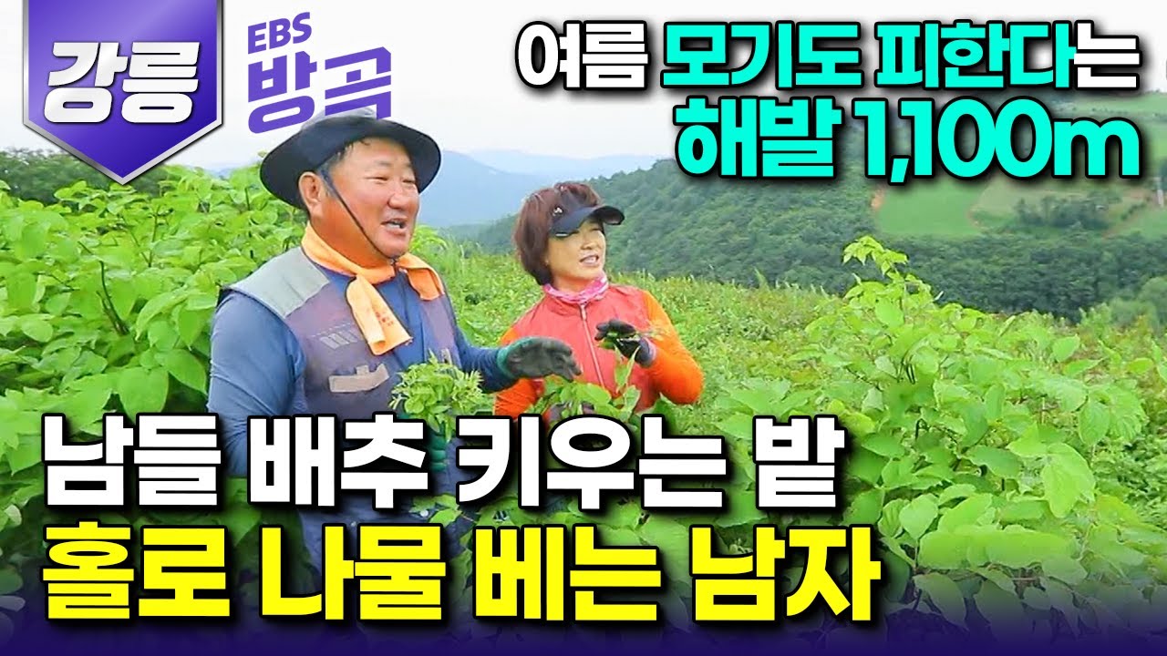 [강원 강릉] 선풍기 없이도 여름을 난다는 해발 1,100m 안반데기, 잘 다니던 직장 관두고 내려와 남들 다 배추 키우는 고랭지에서 나물 키우는 남자┃#한국기행 #방방곡곡