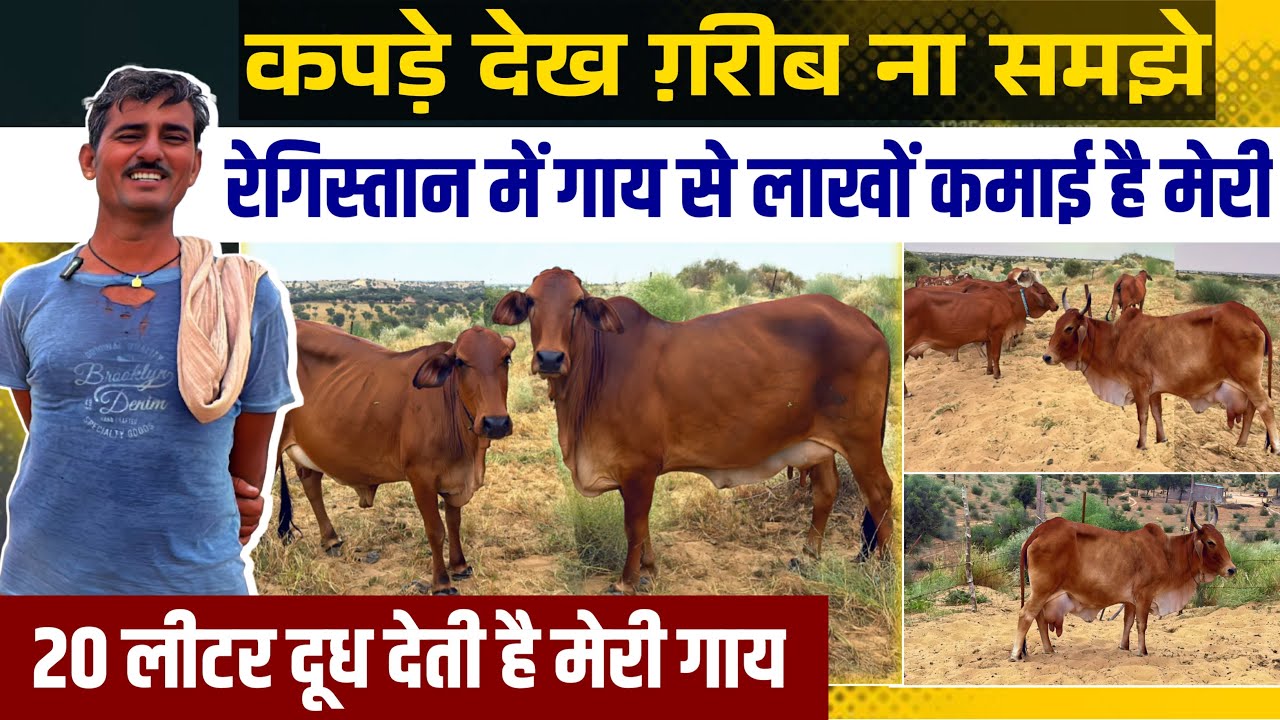 बीकानेर के गाँवों में राठी गायो का धमाल। किसानों को हो रही लाखों की कमाई।👍