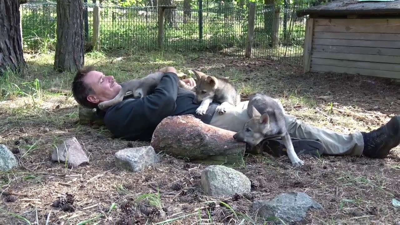 Wolf Puppy Schorfheide, 09.07.2017, Kurzfilm