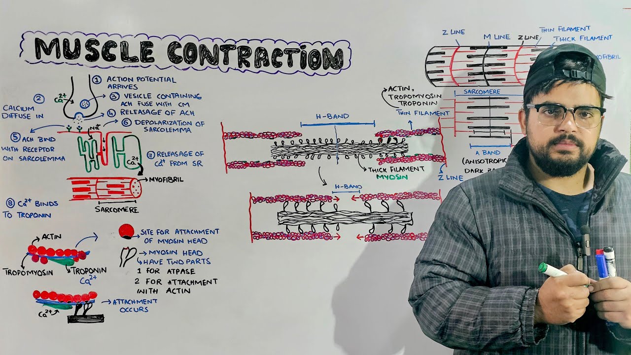 Muscle Contraction: Mechanism of muscle contraction in Detail