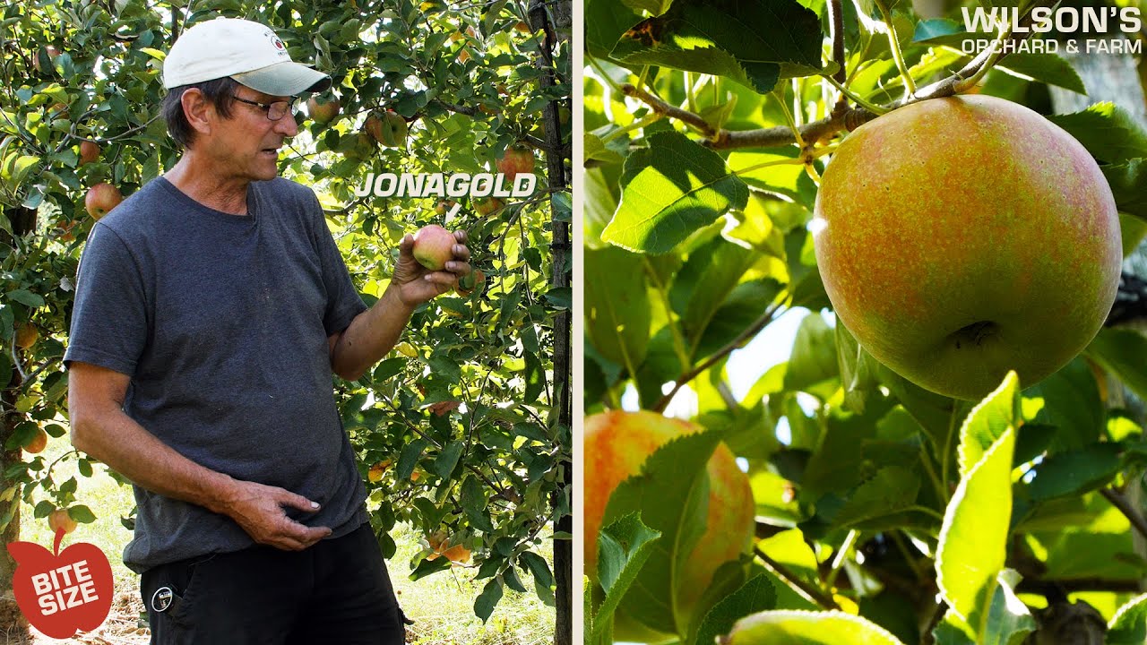 Jonagold Apples | Bite Size
