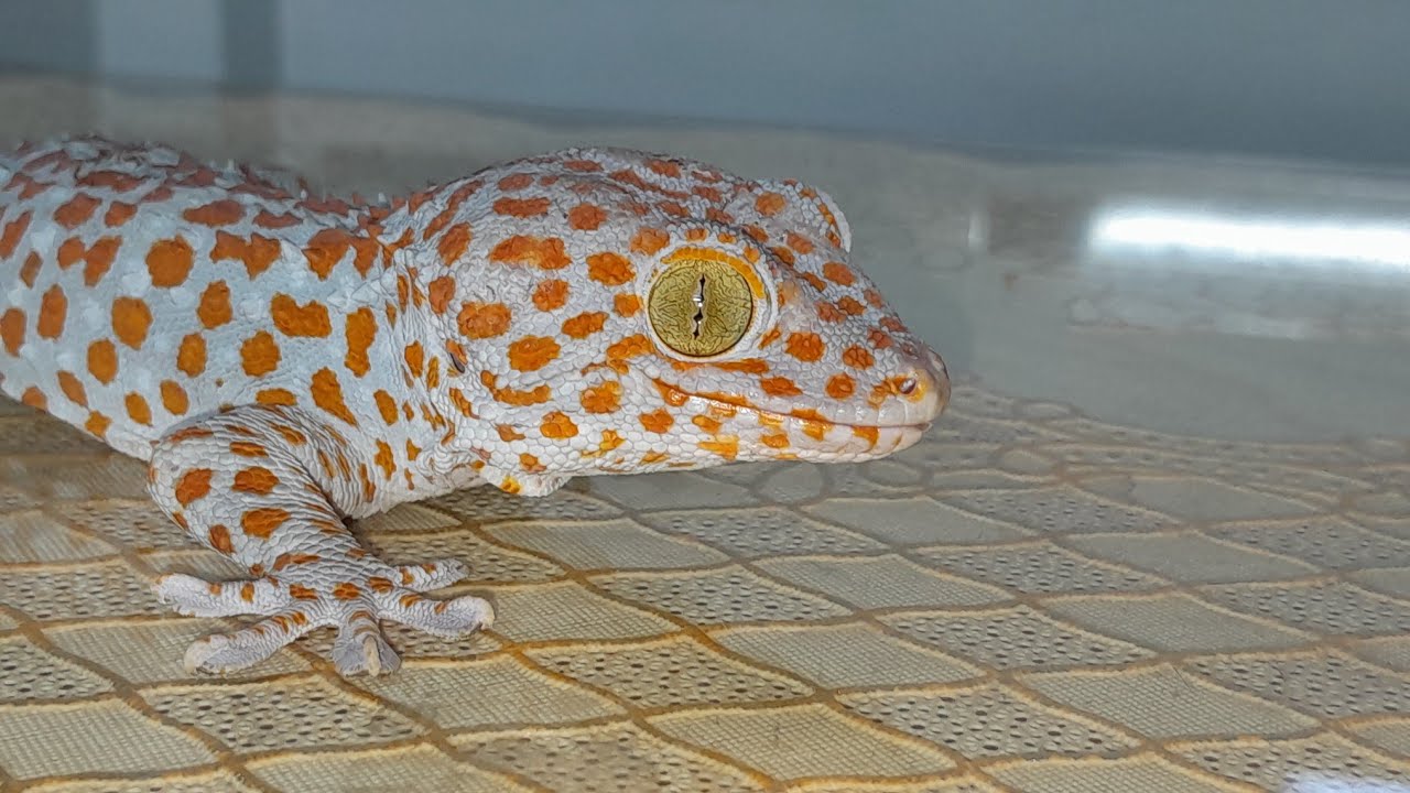 My Tin Gecko  đang phát trực tiếp!