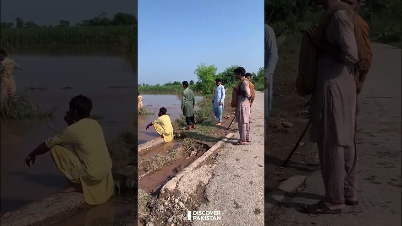 Phalia: People Start Catching Fish in Floodwaters | Discover Pakistan shorts