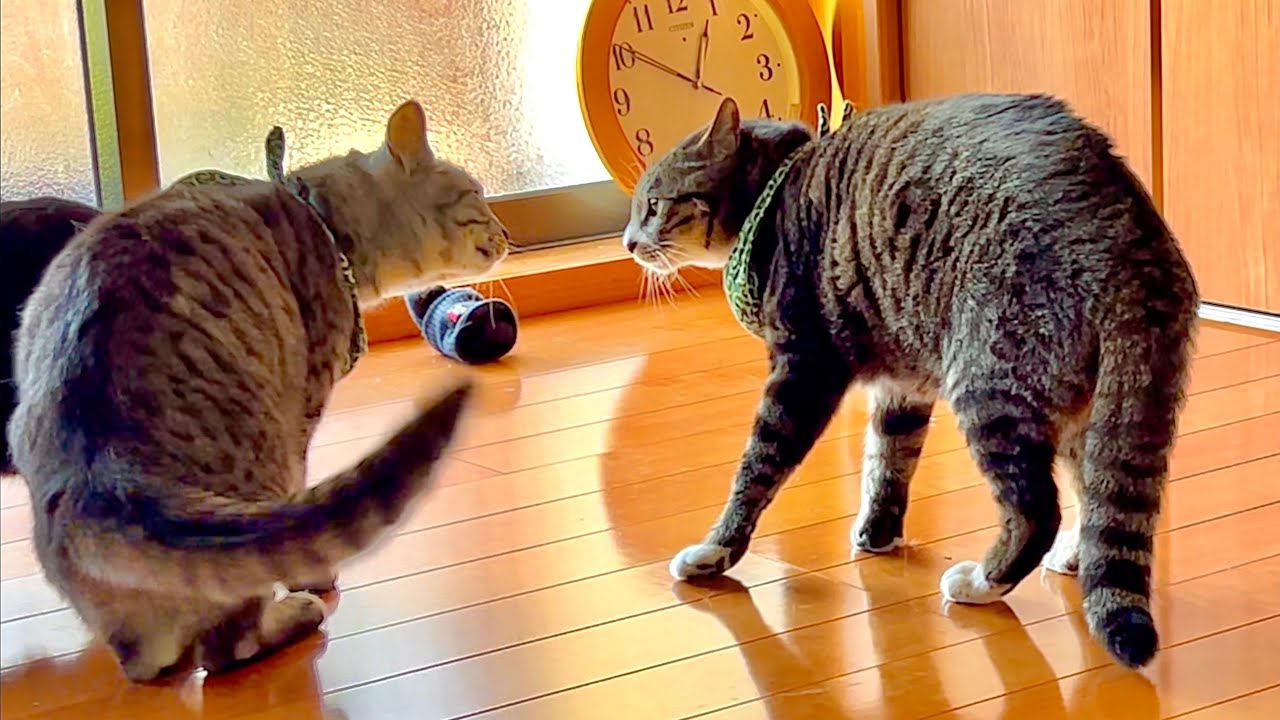 めちゃめちゃ猫が喧嘩していたら