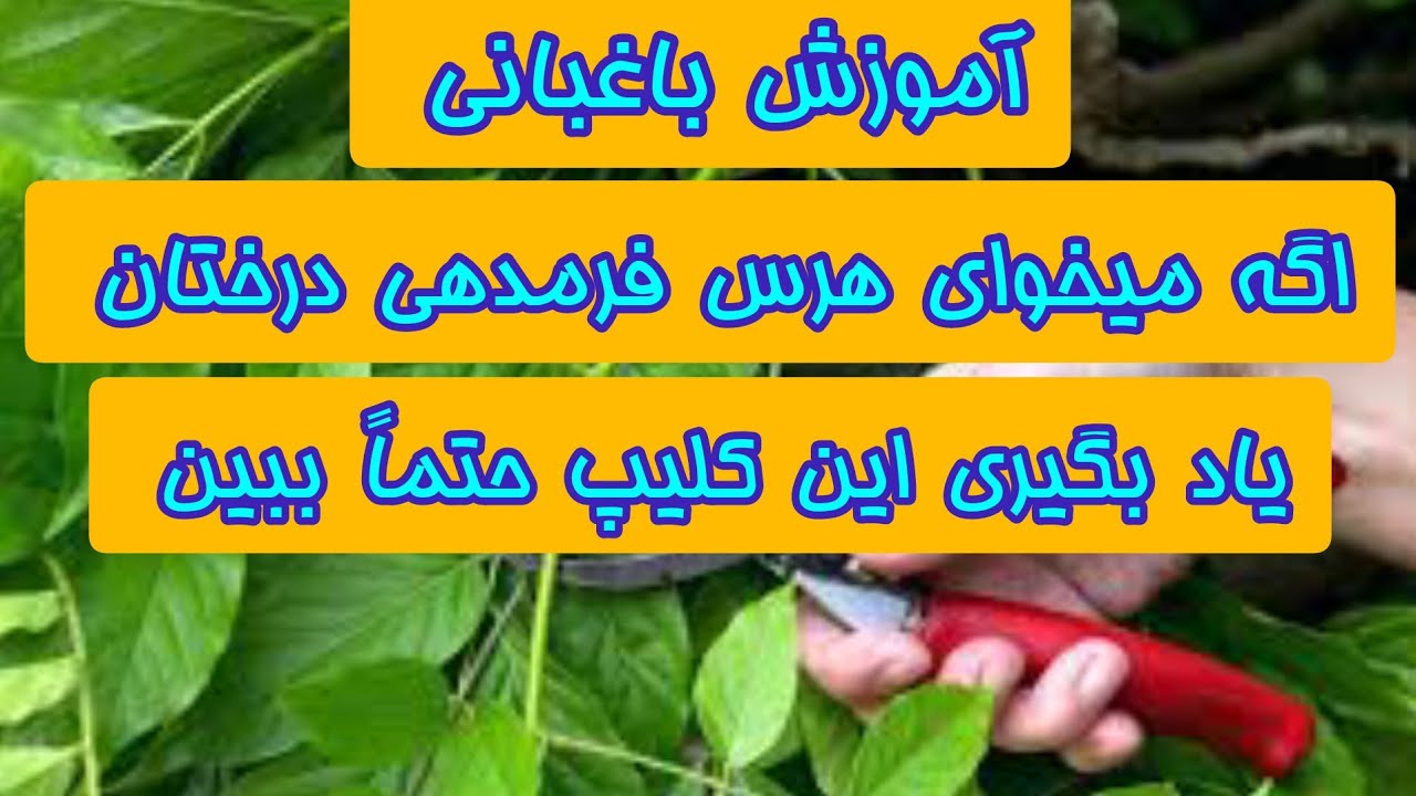 آموزش هرس فرمدهی درختان میوه ؛ این کلیپ آموزشی حتماً ببینید