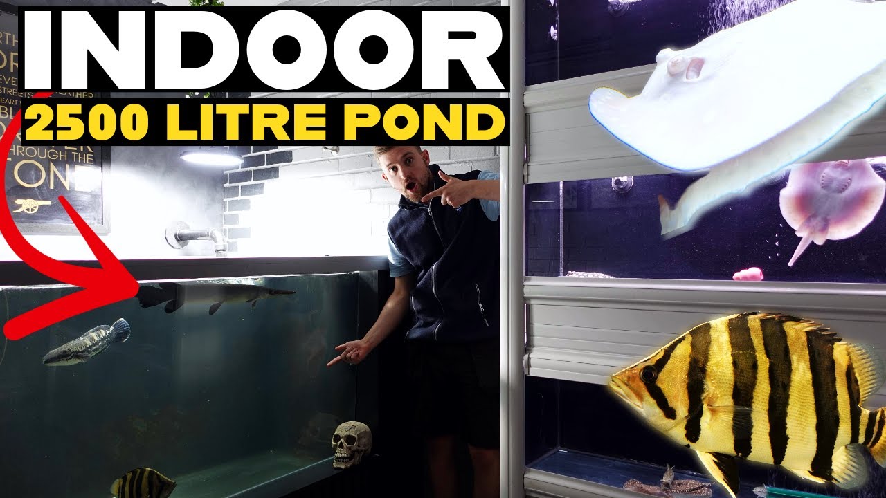 INDOOR MONSTER FISH POND | FISH ROOM TOUR