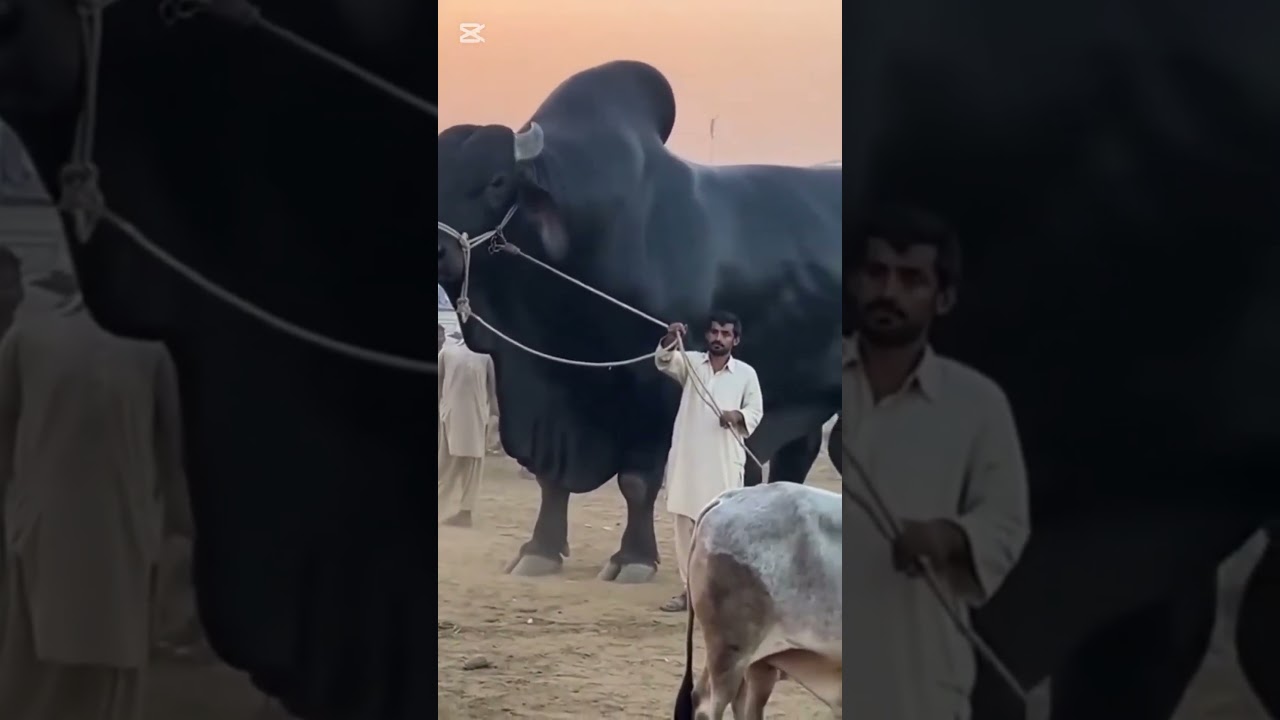 Eid Ul Adha 2026 Mubarak Big Cow Beautiful Qurbani Moments ✨ #shorts#viralshort #views