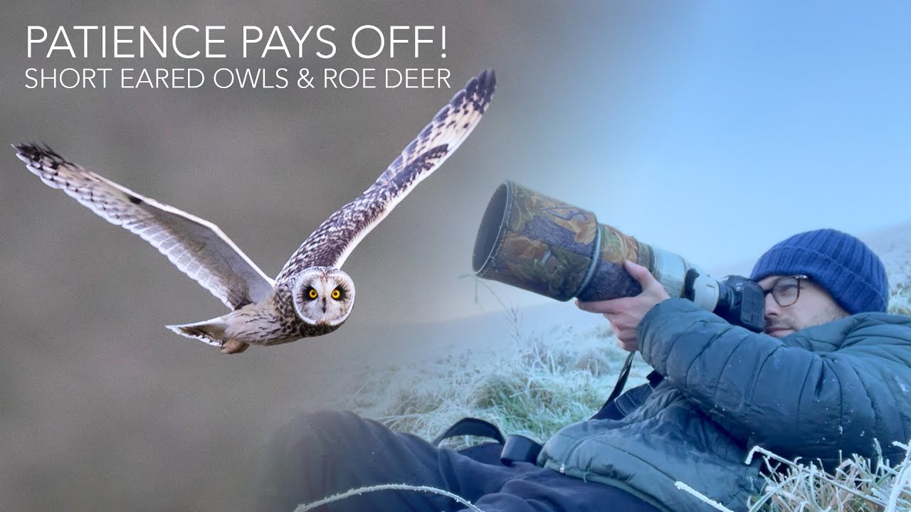 Short Eared Owl SUCCESS! Winter Wildlife Photography - Canon R6 Mark II