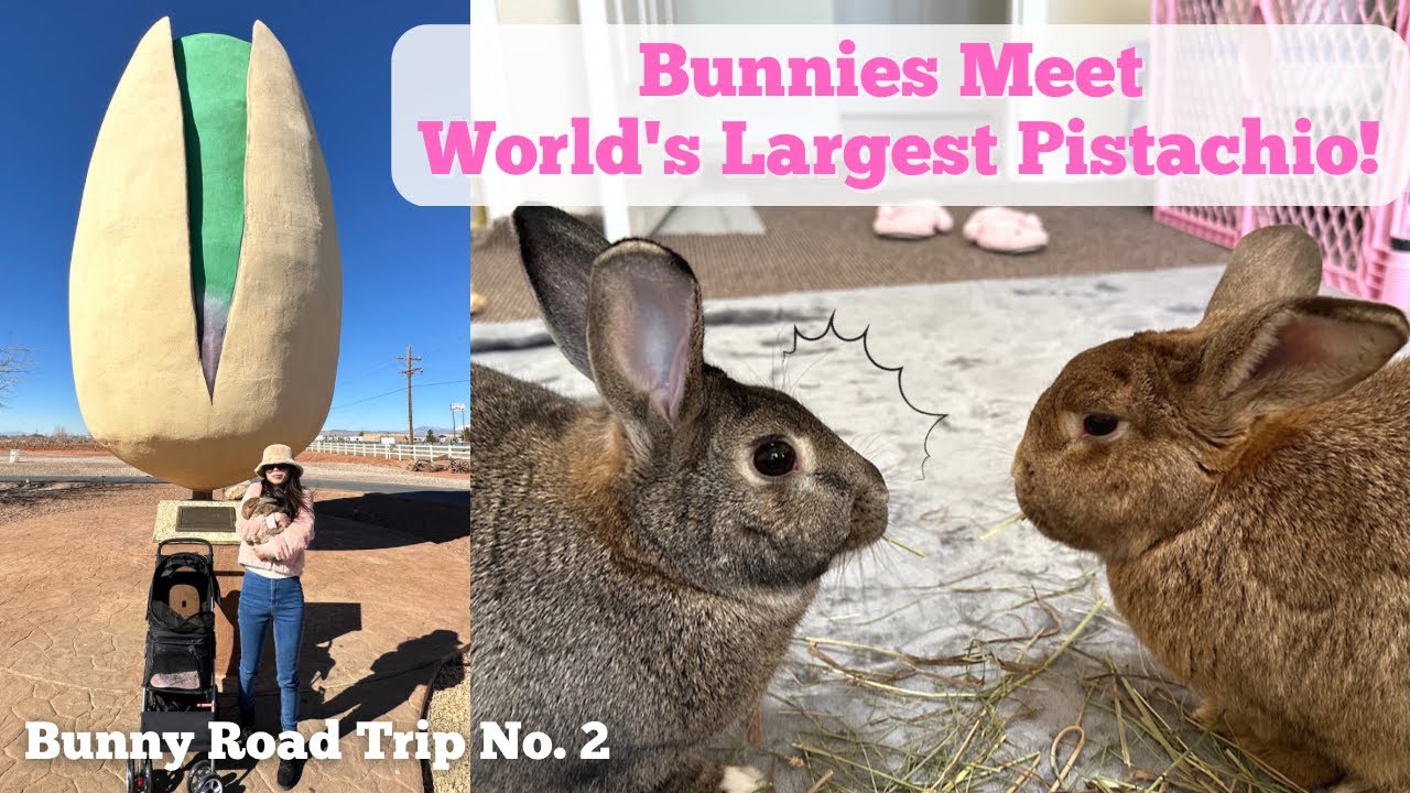 Bunnies Meet World's Largest Pistachio! Bunny Road Trip No.2! House Rabbit Travel Blog