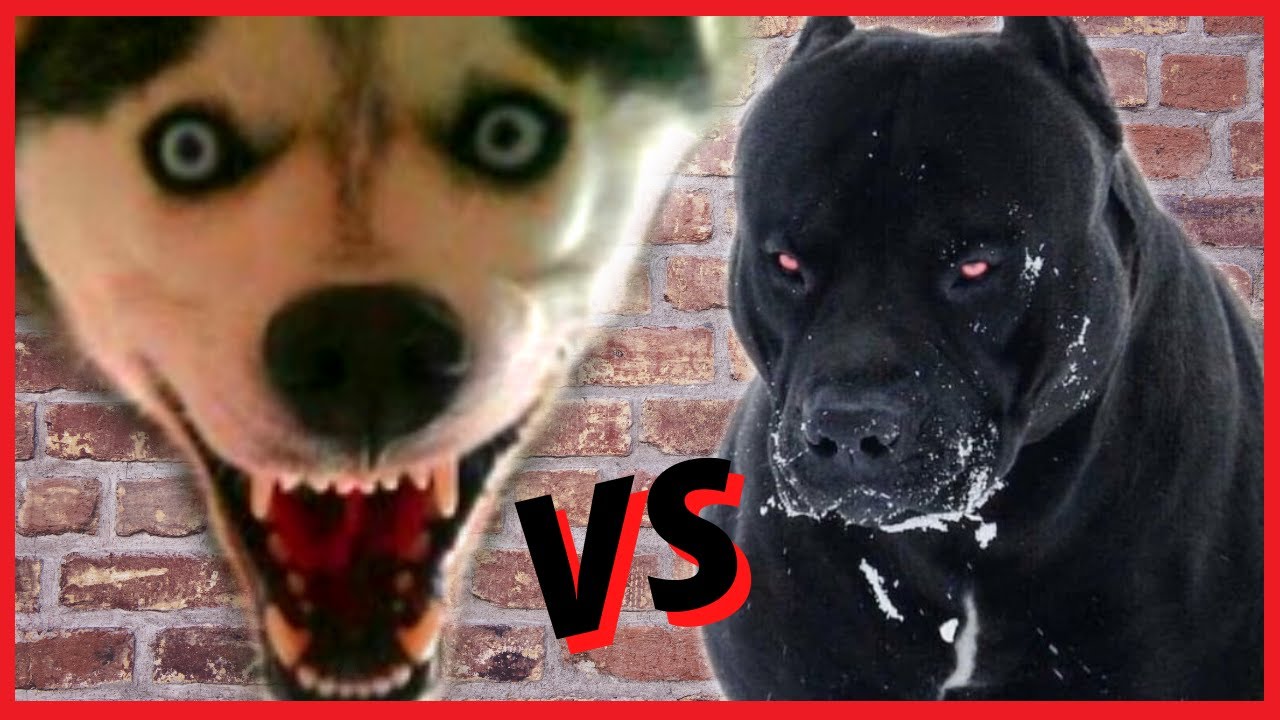 Husky Siberiano vs pitbull