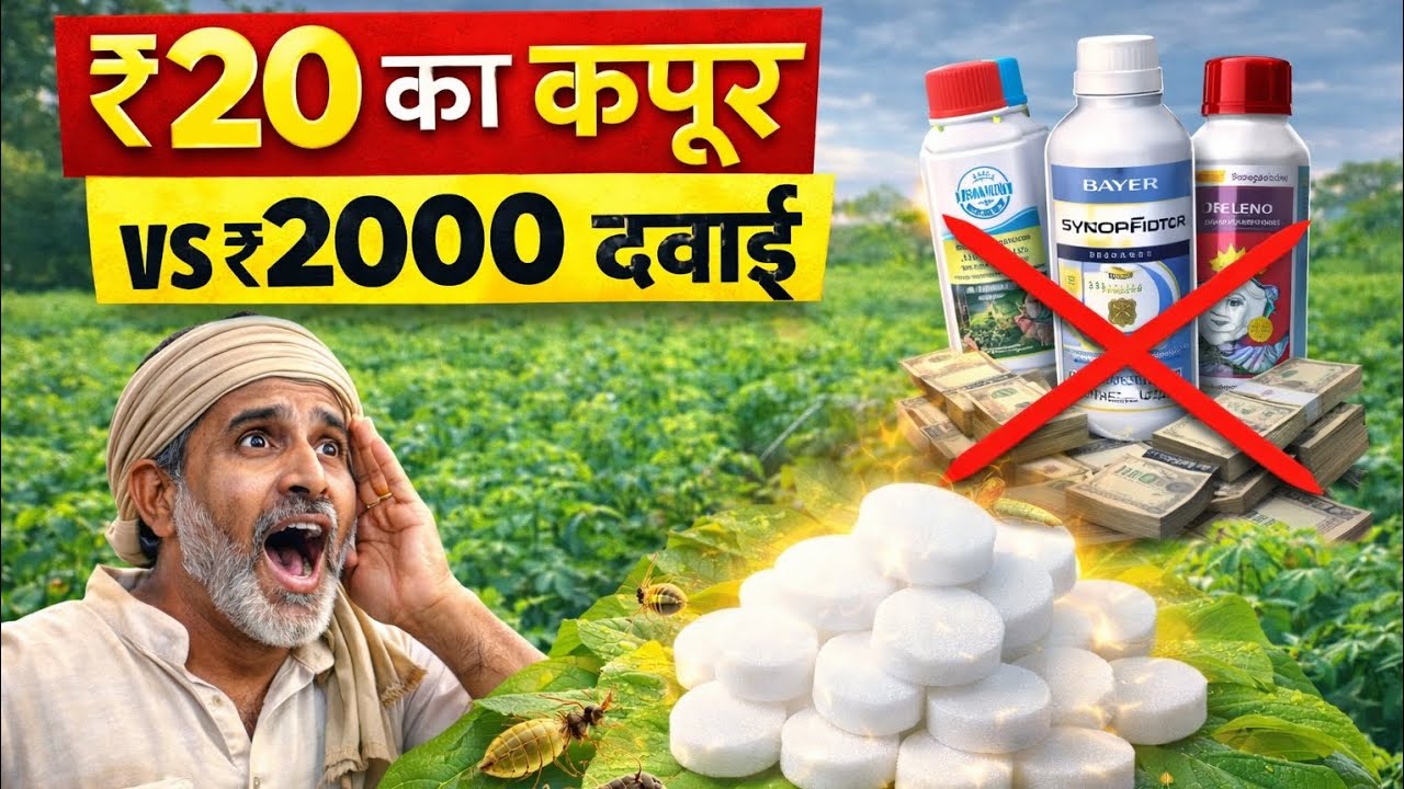 महंगी दवाइयों से छुटकारा! कपूर से कीटनाशक बनाएं। देसी कीटनाशक का सच |