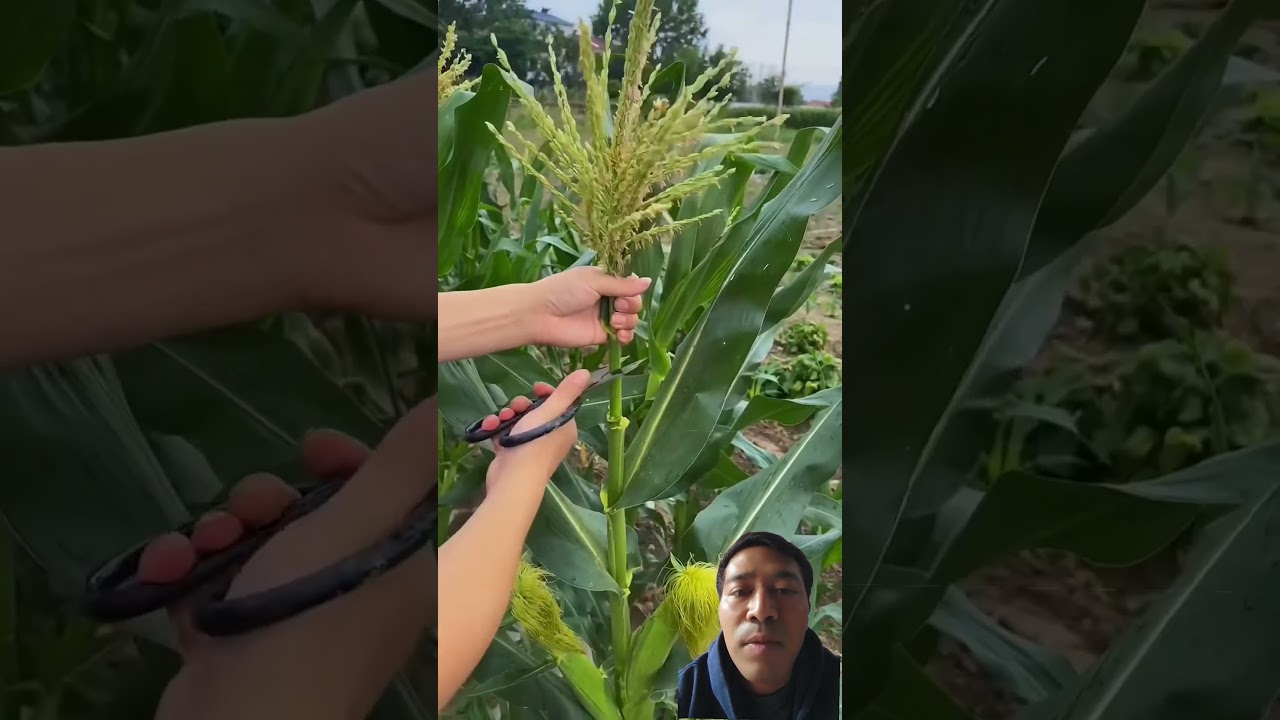 apa manfaat memangkas bunga jagung