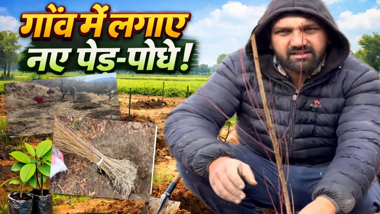 New plantation after snowfall 🪴Badam ke keth 🌱 