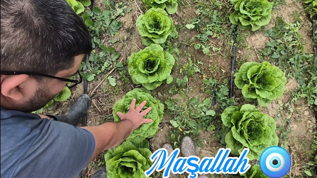 EKİMDEN HASADA 🥬🥬#kıvırcık#düz #marul#Ekim#hasad#tarımvehayvancılık
