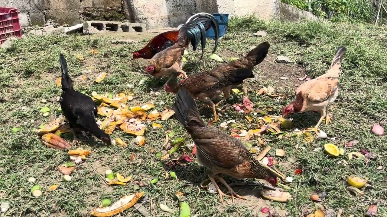 Cuándo tú entres a Telegram, tú vas a entender estos videos. Gallinas criadas con epigenética.