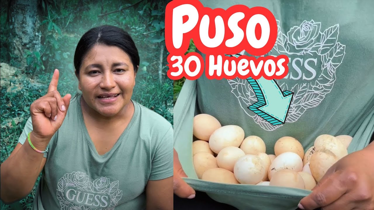 1 Dia solo 4 GALLINAS ponen 30 HUEVOS asi lo CONSEGUI | Erika Taizha
