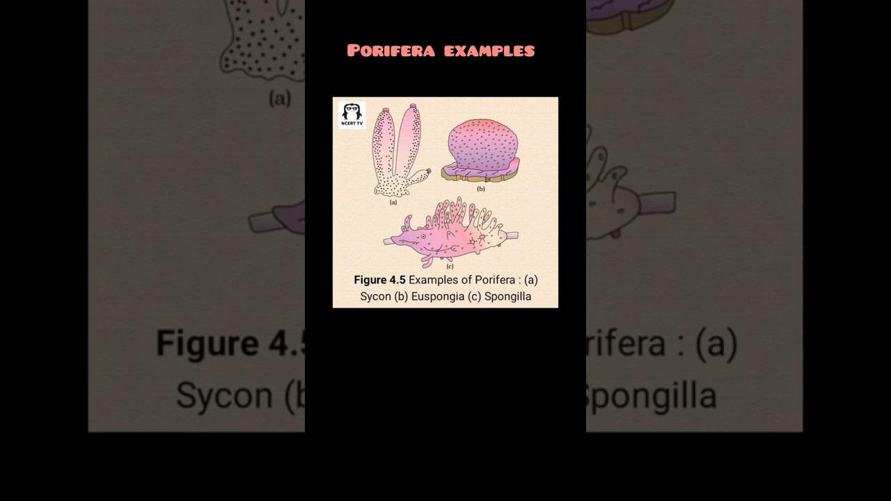 Porifera Examples Made Easy | NEET Hack!💯 #shorts#neet #bams #bds#mbbs
