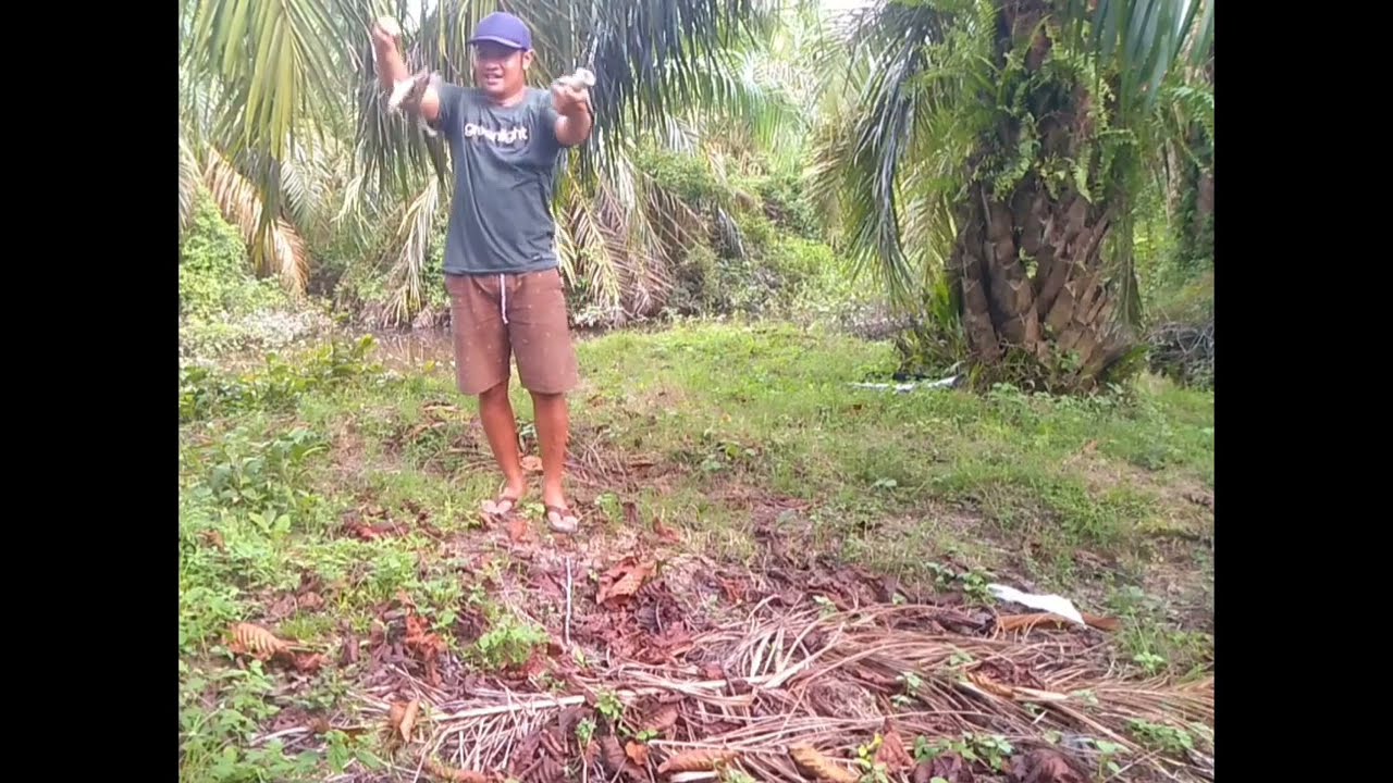 Maser ikan tembakang||nembak ikan dapat double strike