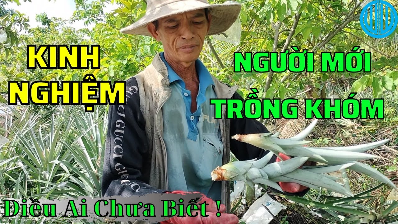 Những điều lưu &yacute; khi mới trồng kh&oacute;m đạt hiệu quả cao | Newcomer's experience of growing pineapple