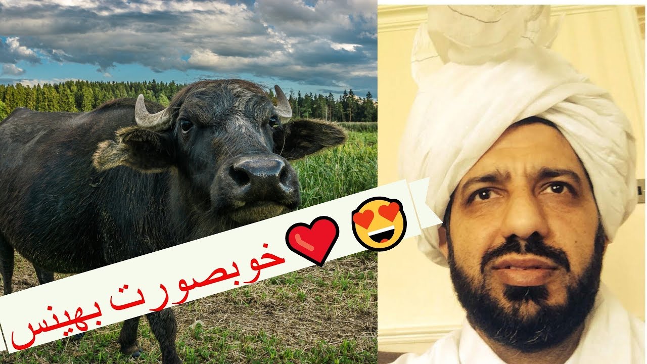 chaudhry nadeem's beautiful buffalo ❤️❤️❤️