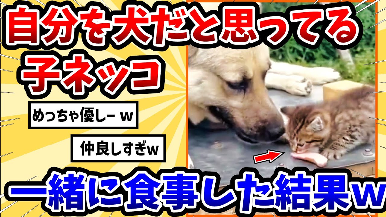 【2ch動物スレ】自分を犬と勘違いしてる子猫 → 犬と食事した結果www