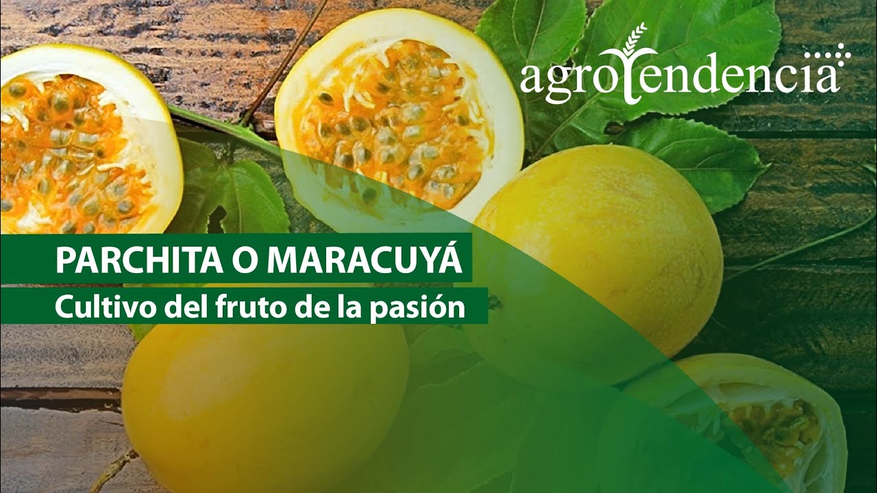 Parchita o Maracuyá. Cultivo del fruto de la pasión.