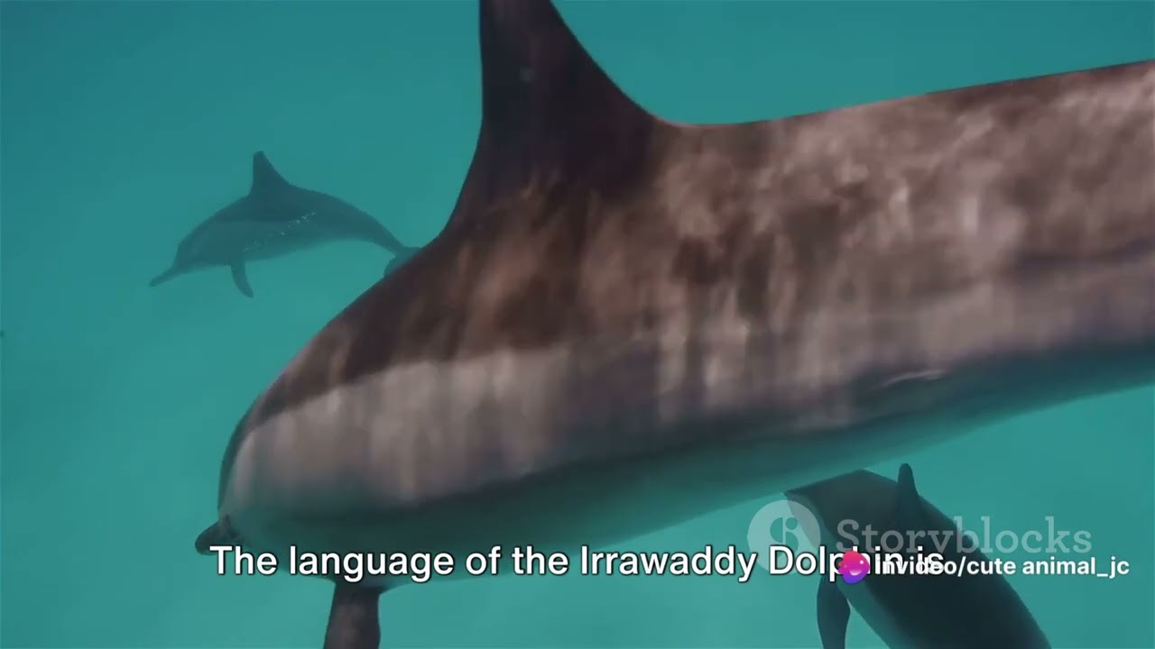Rare Species Spotlight: The Irrawaddy Dolphin of Cambodia