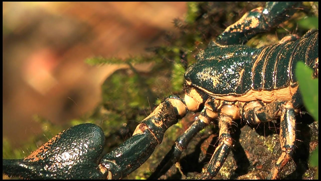 The Agumbe Rainforest Research Station (ARRS)