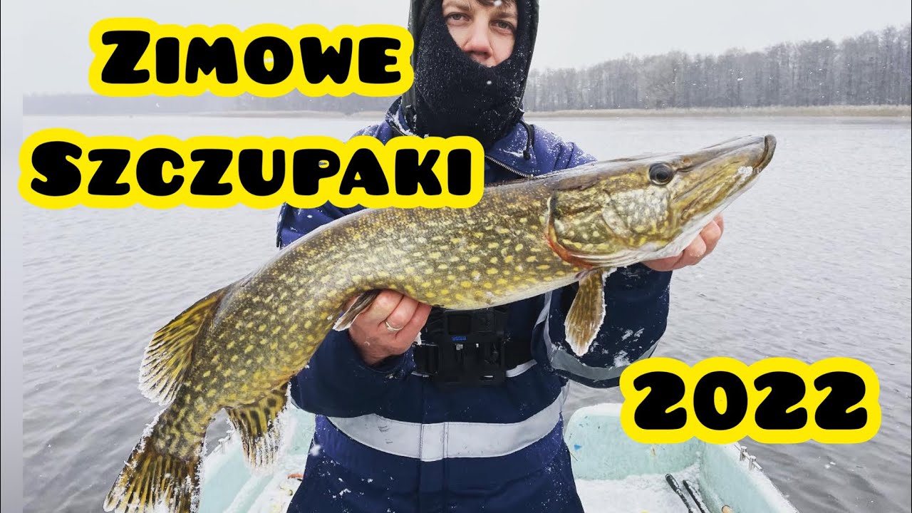 Ogromne zimowe szczupaki- trolling PZW listopad 2022