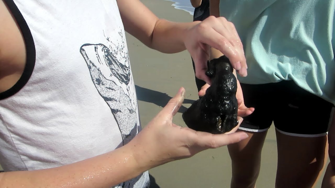 AMAZING DISCOVERIES AT THE BEACH!