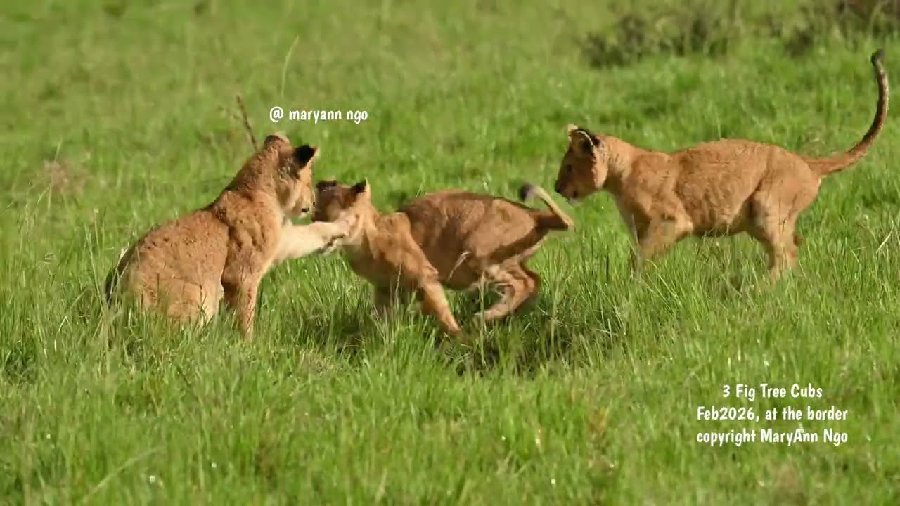 remaining 3 Fig Tree cubs, Maasai Mara lions, Sukari, Sumara