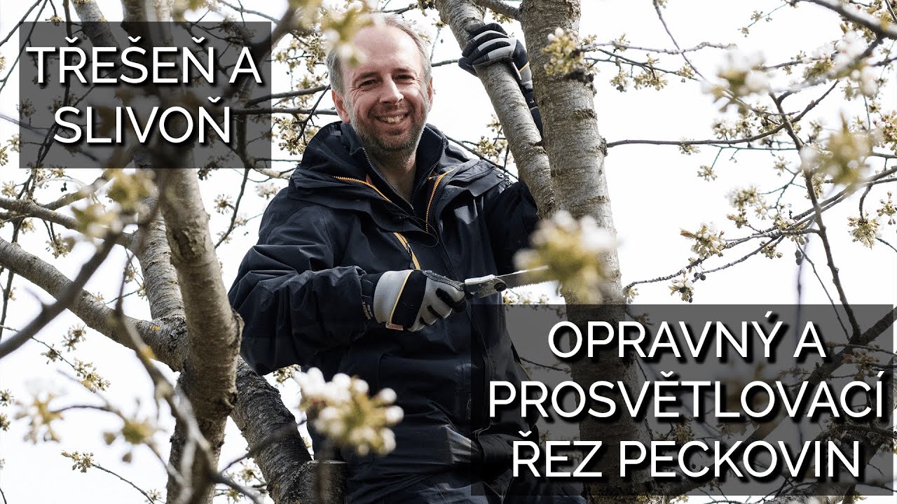 Opravný a prosvětlovací řez peckovin