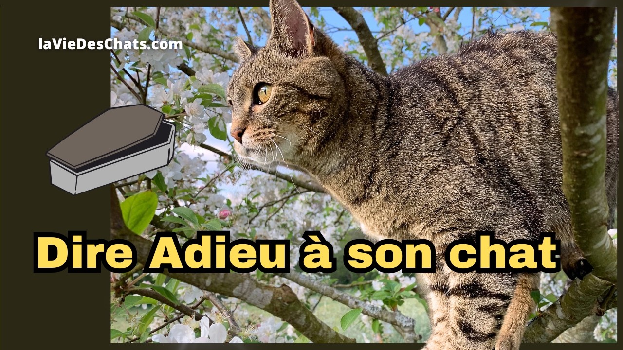 COMMENT DIRE ADIEU À SON CHAT : MON TEMOIGNAGE APRÈS LA MORT DE WIFI