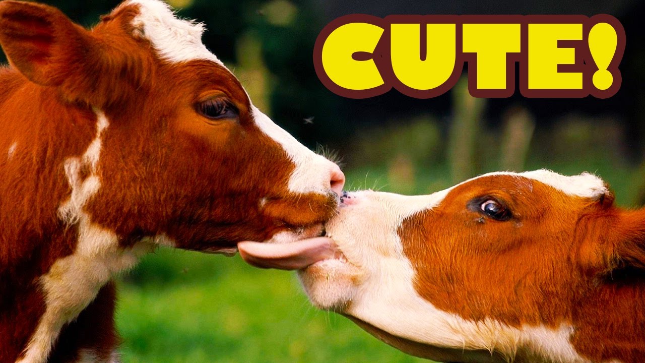 Best of Funny and Cute Cows