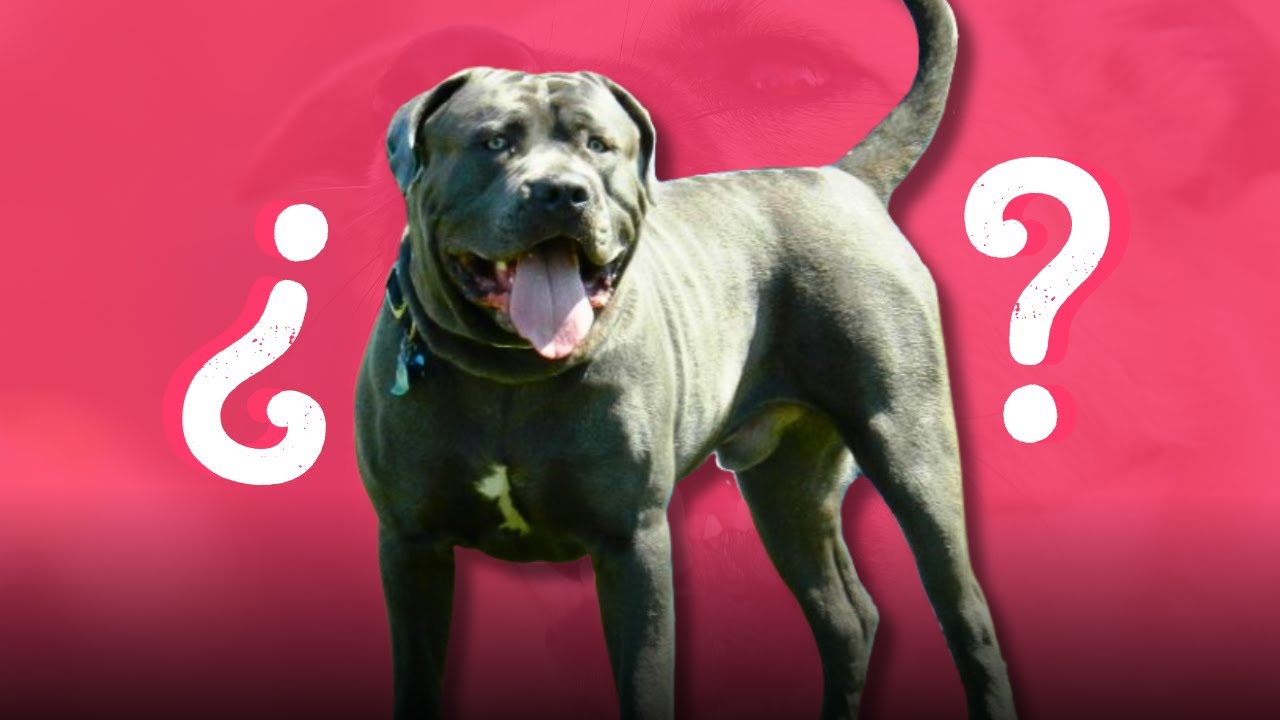 El Presa Canario no es un Bandog