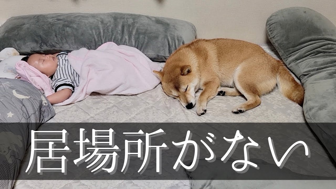 柴犬・豆柴・赤ちゃんと夫婦、夜の『ねどこ事情』