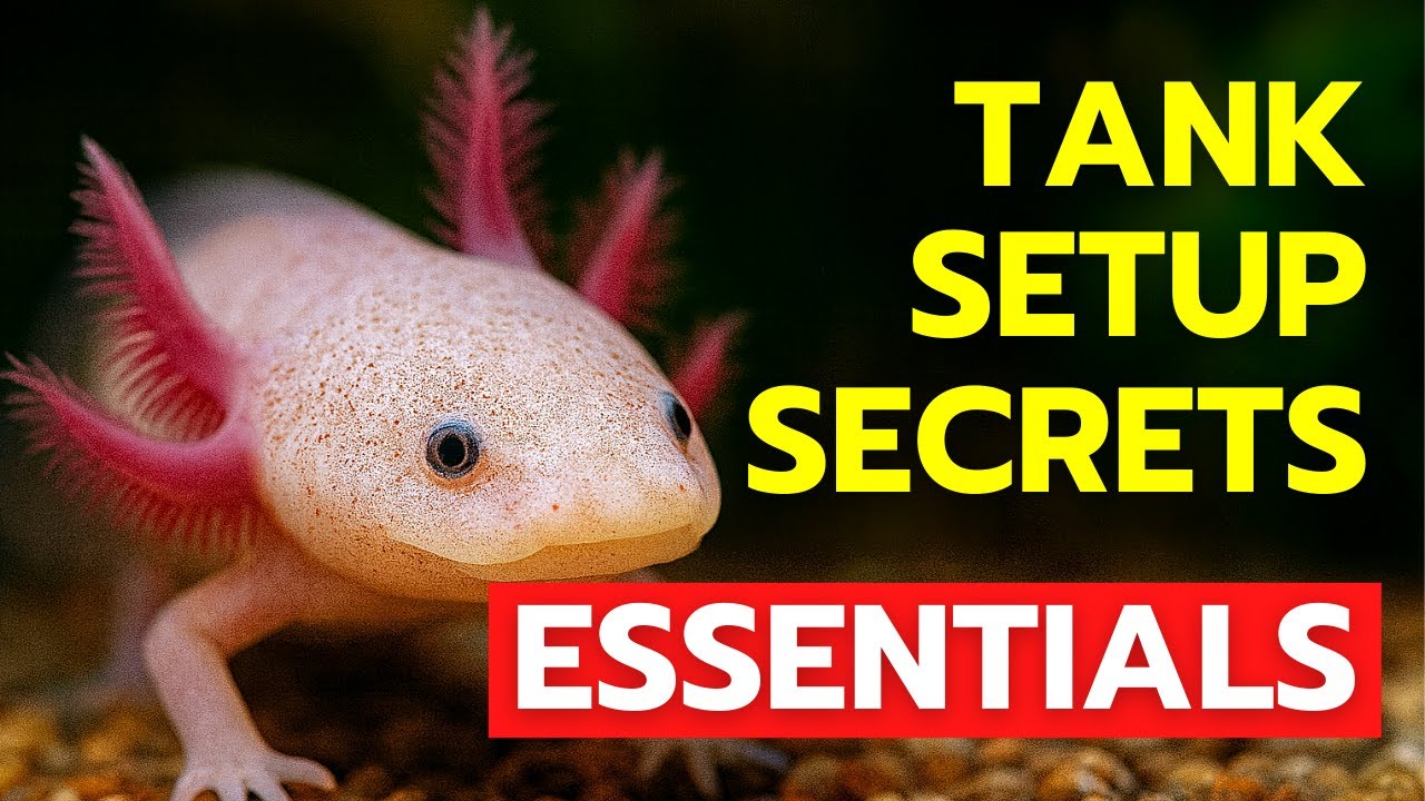 EVERYTHING You Need For Your Axolotl | TANK SETUP