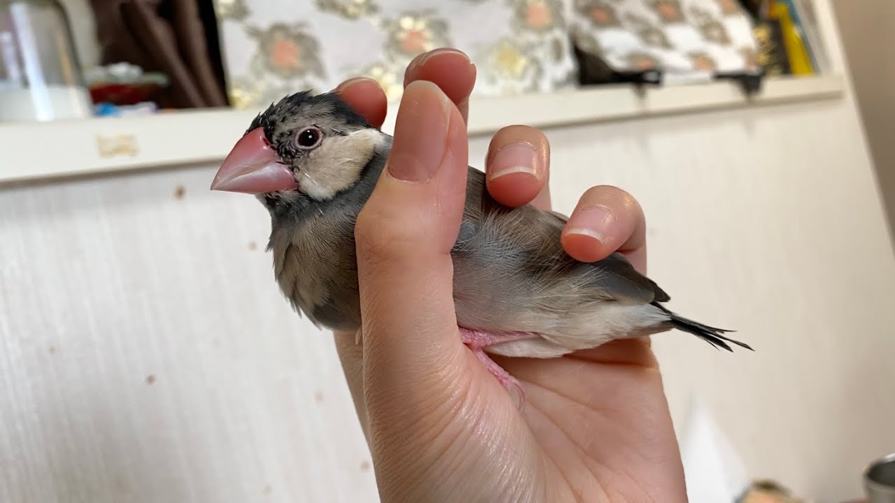雛換羽で全長が短くなってしまった文鳥