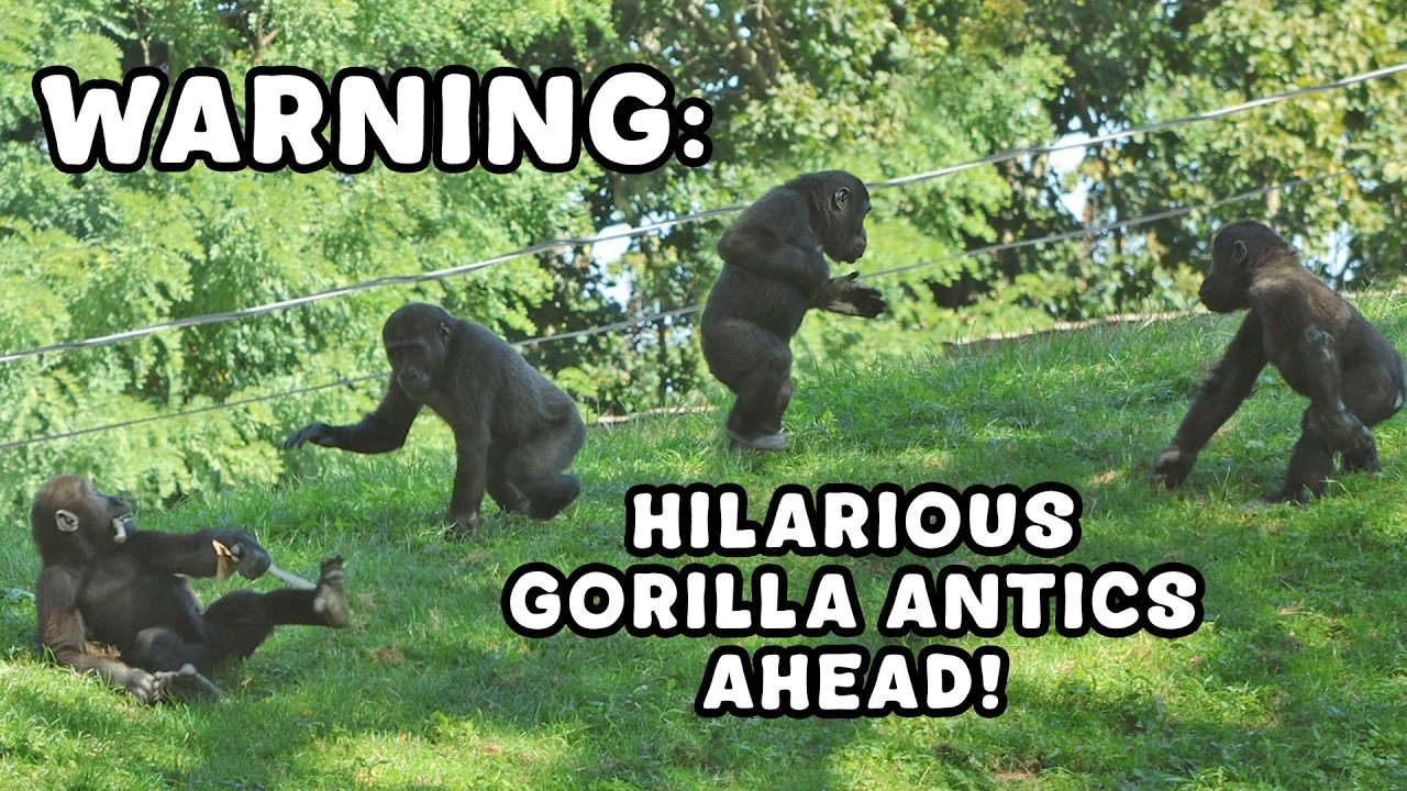 Baby Gorillas Caught Being HILARIOUS and ADORABLE!