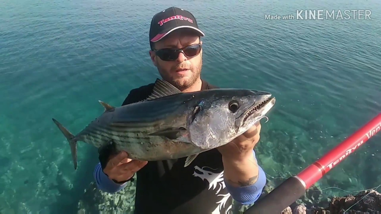 Shore jigging: Big Atlantic Bonito feat. Tenryu Ventury 330+Daiwa BG4500