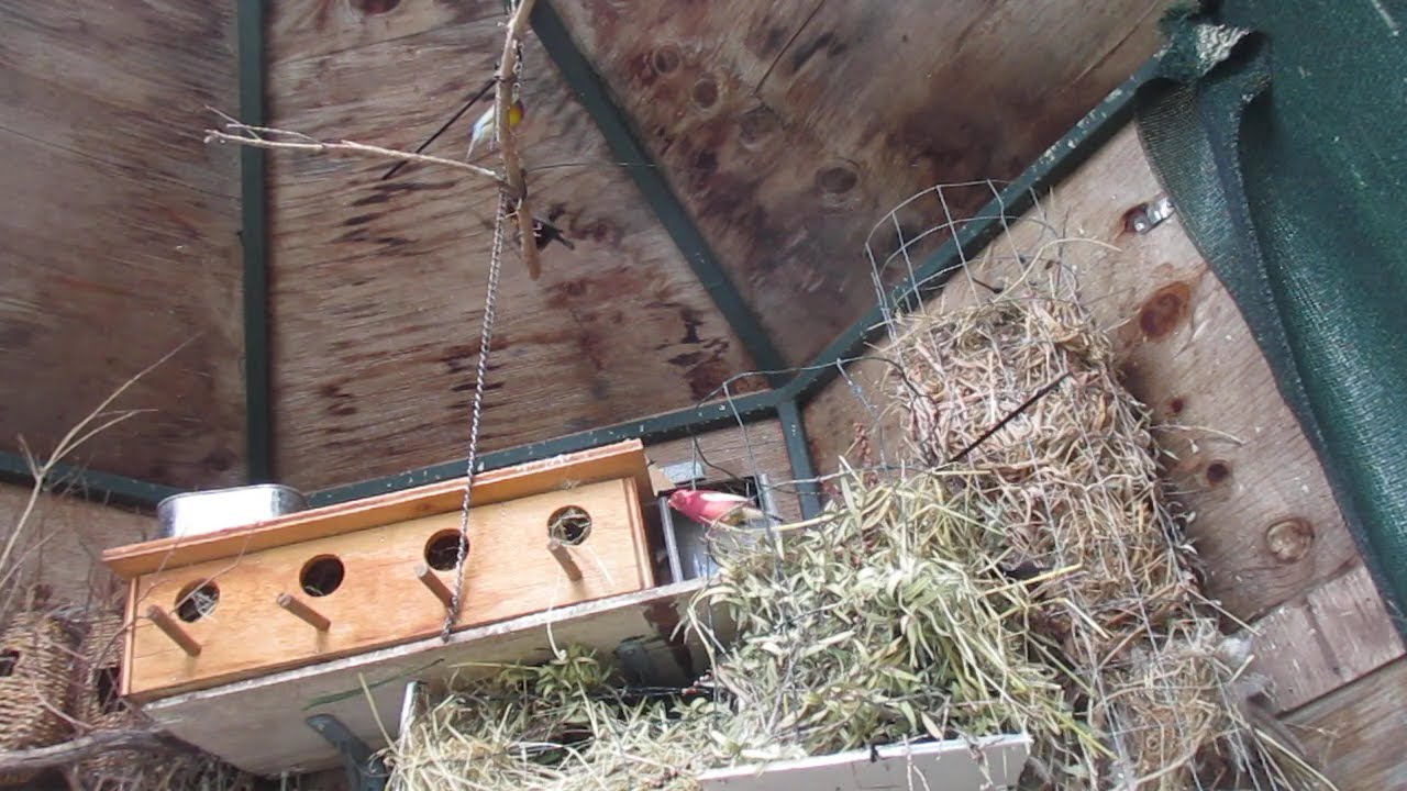 Painted Firetail Finches, Jacarini, Red Cheeked Cordon Bleu & Pied Ruddies