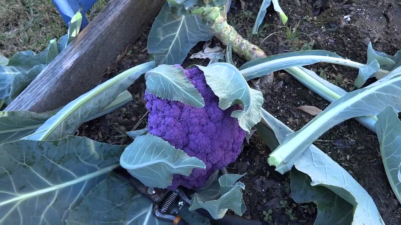 February 8 2016 Fall garden conclusion