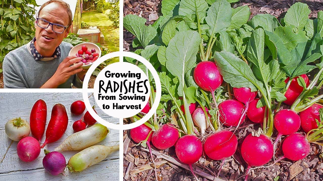Growing Radishes from Sowing to Harvest